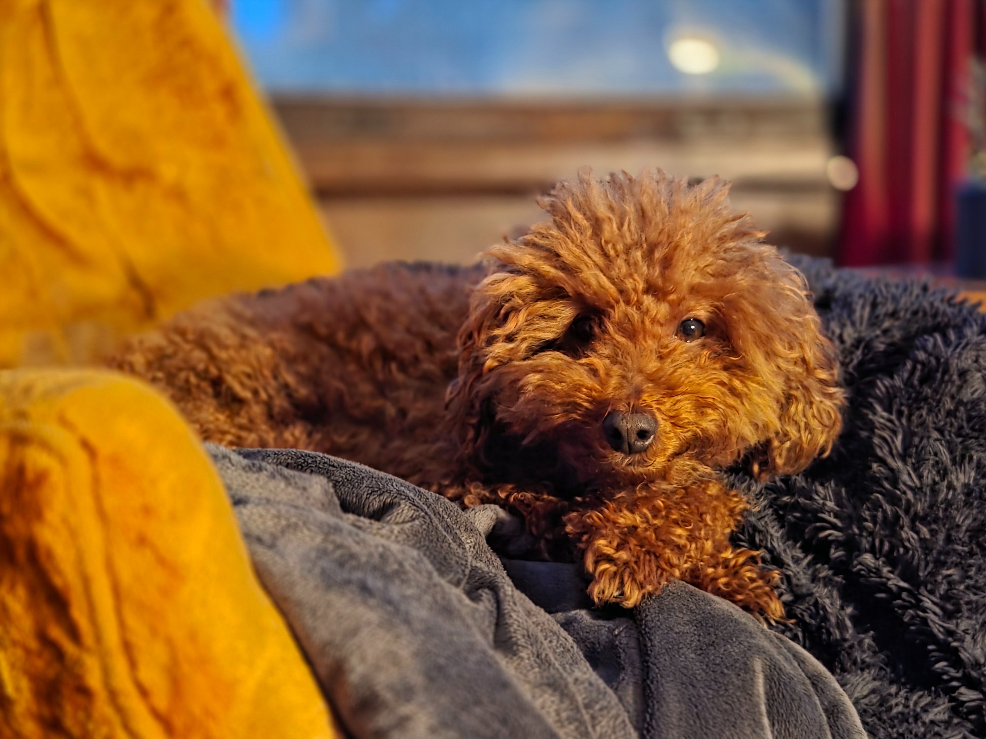 Watson, the goldendoodle